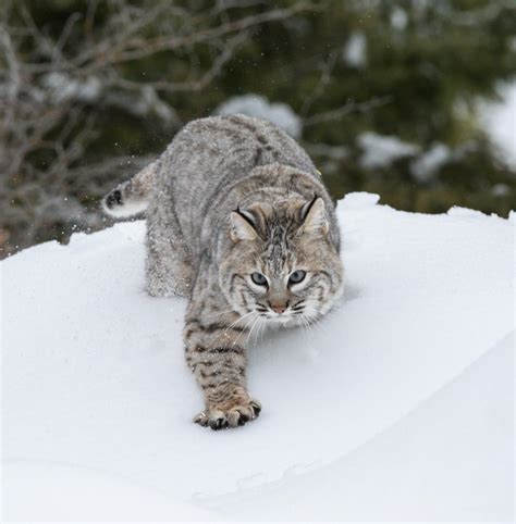 Fish and Game takes a DNA sample from each bobcat mortality, and that. . Nh bobcats